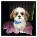 %_tempFileNamedog10%